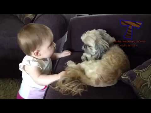 Watch Funny Babies and Funny Dogs 1 Video