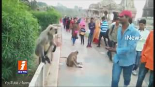 Watch Tourist Slap's Monkey At Mandore Garden Jodhpur | Rajasthan | iNews Video
