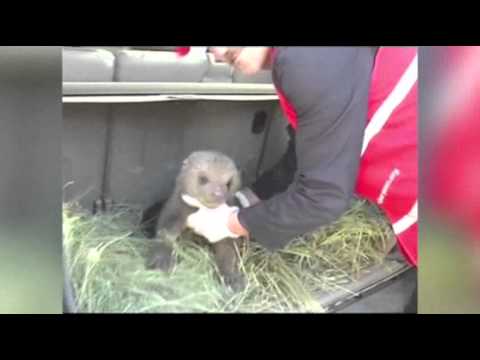 Watch Raw- Activists Rescue 3 Bear Cubs in Kosovo News Video Video