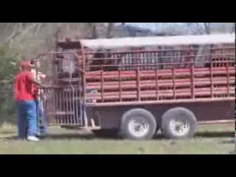 Watch Officers With Lassos Catch Loose Bull in Texas News Video Video