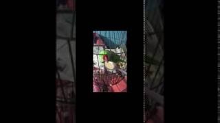 Watch Parrot Drinking Tea #Funny Mithu Video