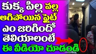 Watch à°•à±à°•à±à°• à°ªà°¿à°²à±à°² à°µà°²à±à°² à°«à±à°²à±ˆà°Ÿà± à°¨à± à°†à°ªà±‡à°¸à°¾à°°à± à°Žà°‚à°¦à±à°•à±‹ à°µà±€à°¡à°¿à°¯à±‹ à°šà±à°¡à°‚à°¡à°¿ |Guy with dog disrupts and delays flight| Video