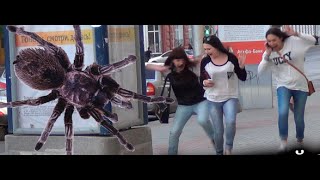 Watch Video Lucu - Dikerjain Mainan Laba laba Video