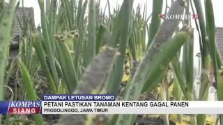 Watch Petani Gagal Panen Akibat Abu Vulkanik Video