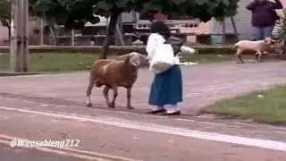 Watch Video Lucu - Kambing Paling Ngeselin Di Dunia Video
