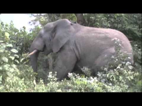 Watch Moving Day for Ivory Coast Elephants News Video Video