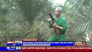 Watch Bayi Orangutan Selamat dari Kebakaran Lahan Video