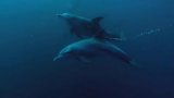 Watch Beautiful Ocean Video
