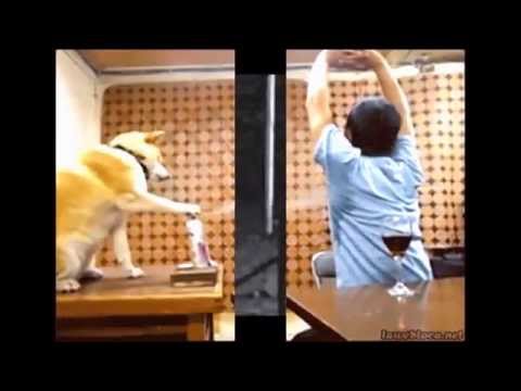 Watch Funny Videos Try not to laugh videos Video