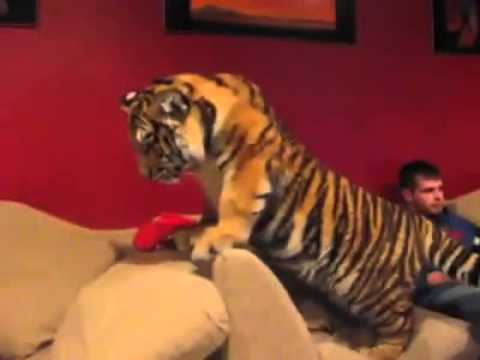Watch Animals - Pet Tiger - Funny video Video
