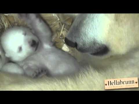 Watch Raw- Polar Bear Cubs Open Eyes for First Time News Video Video