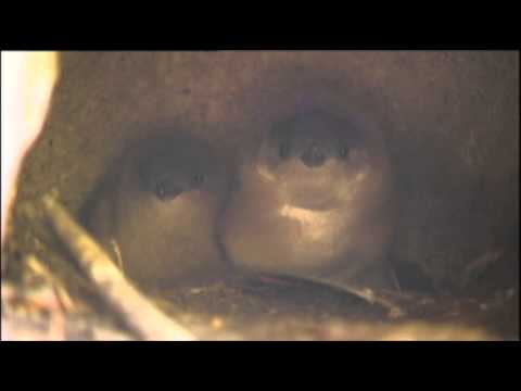 Watch Scientists Hope 'Fairy Penguins' Will Thrive News Video Video