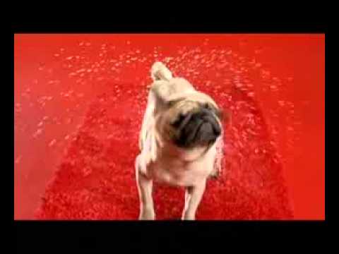 Watch Hutch to Vodafone - Wet Pug Video