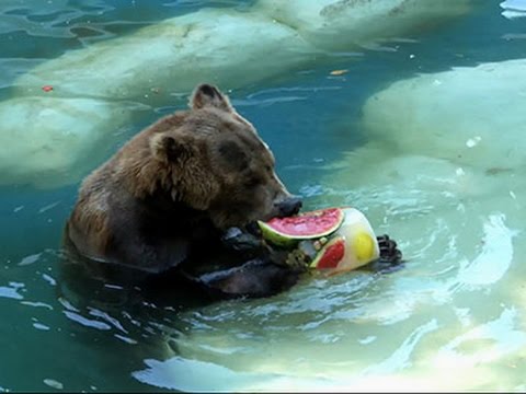 Watch Raw- Zoo Animals Keep Cool in Hot Brazilian Sun News Video Video