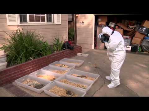 Watch Hundreds of Living, Dead Pythons Found in Home News Video Video