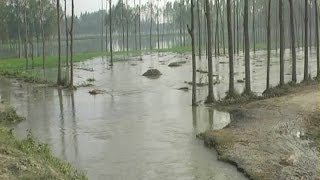 Watch Thousands of acres agriculture land gets wasted in Hardoi due to canal flood! Video