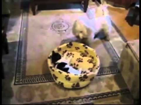 Watch Cat Vs Dog! Very Cute Fight - Best Funny Video Video