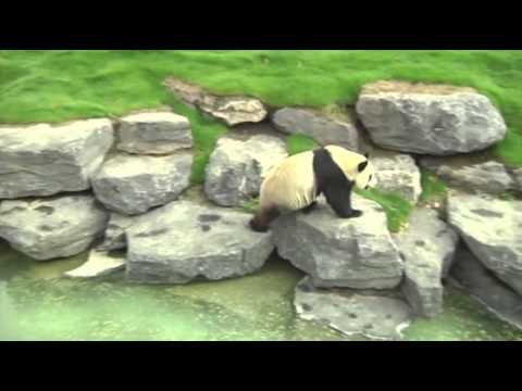 Watch Raw- Belgium Zoo Debuts New Pandas News Video Video