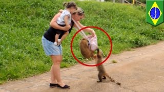 Watch Cheeky thieving coatis steal food from tourist's bag in BrazilÃ¢â‚¬â„¢s Iguazu Falls Video