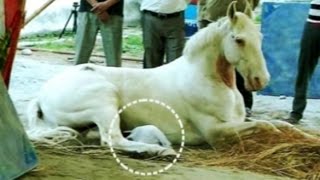 Watch Shaktimaan to be flown to Chennai for better treatment Video