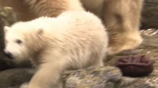 Watch Raw- Polar Bear Cub Makes Debut at Germany Zoo - News Video Video