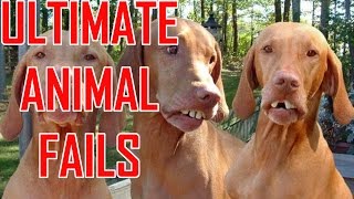 Watch Funniest Animal Fails Compilation || Funny Videos Video