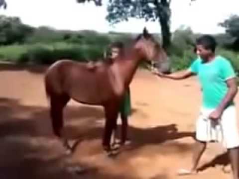 Watch whatsapp videos funny hourse riding Video