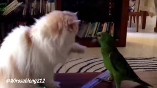 Watch Video Lucu - Kucing Bermain Dengan Burung Kakak Tua Video