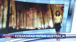 Watch Kebakaran Hutan Akibatkan 116 Rumah Hangus Video