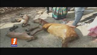 Watch Street Dogs Attack on 20 Sheeps | Peddapalli District | iNews Video