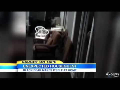 Watch Black Bear Visits Florida Man's Home Twice News Video Video