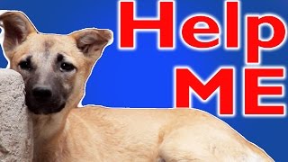 Watch Street DOGS on HOLI ( This will make you cry ) || TheCrazzyStreet Video