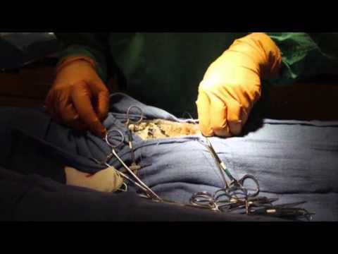 Watch Scientists- Pythons Have 'homing' Ability News Video Video