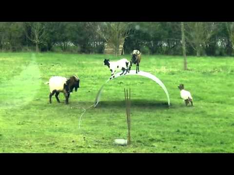 Watch Funny animal 2015- Goats entertainment, Play funny Video