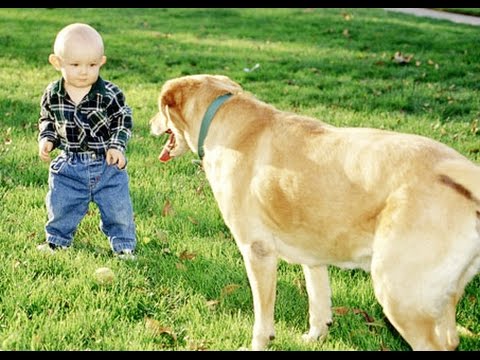 Watch FUNNy Pet Fail Compilation 2014 Funny Playing - Amazing Videos Video