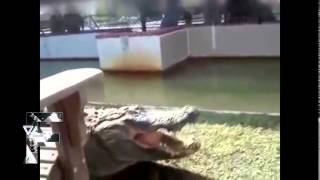 Watch Angry Animals Compilation 2014 Video