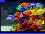 Watch Isn't It Beautiful Video