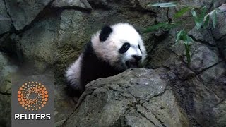 Watch Baby steps for Bei Bei at public debut News Video Video