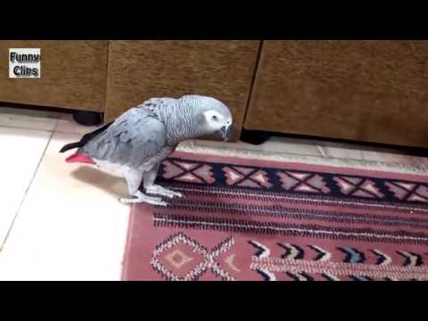 Watch Funny Videos   Funny Animal   Funny Parrots Annoying Cats Video