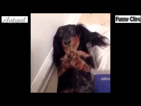 Watch Funny Videos Cats and Dogs Best compilation 2015 Video