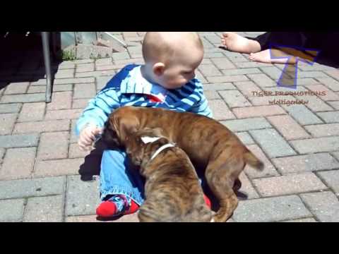Watch Cute babies and dogs playing together   Funny baby & dog compilation Video