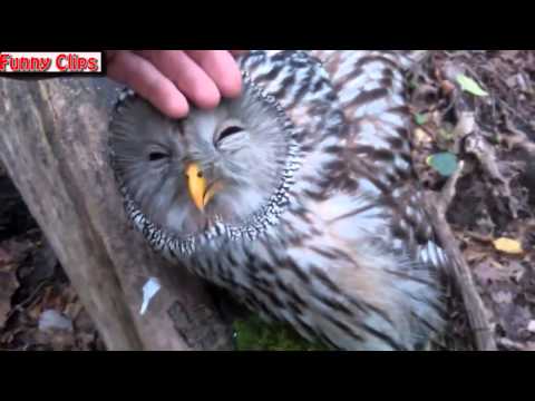 Watch Funny Videos Funny Animal Best compilation 2015 Video
