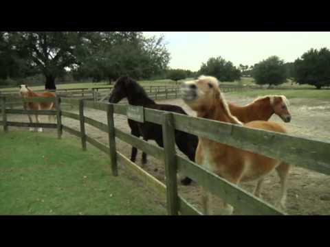 Watch Retirement Home for Four-Legged Veterans News Video Video