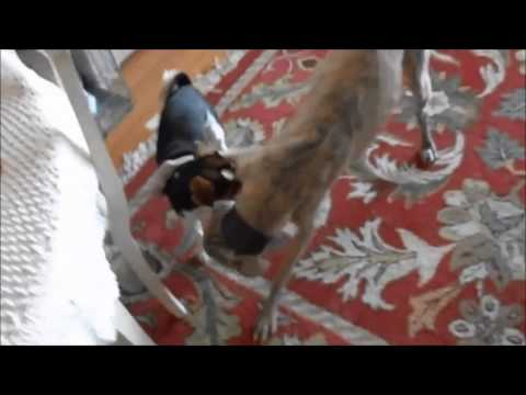 Watch Animals are so funny when they eat - Funny and cute animal compilation - Best Funny Video Video