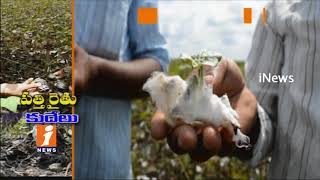Watch Cotton Farmers Huge Loss Due To Heavy Rains In Adilabad | Special Story | iNews Video