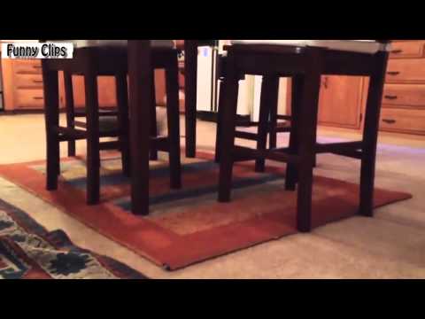 Watch Funny Dogs Funny Animals Chasing Their Own Leash Compilation 2015 [NEW] Video