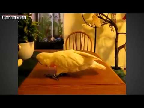 Watch Funny VÃƒÂ­deos - Funny Animal - Funny Parrot Videos Compilation [NEW] Video
