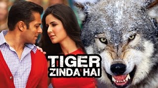 Watch Salman's Tiger Zinda Hai Romantic Song Revealed, Salman's Deadly Stunts With Wolves Video
