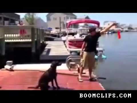 Watch Funny dumb dog Video