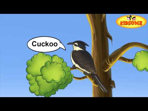Watch Types Of Birds In English - For Kids Video